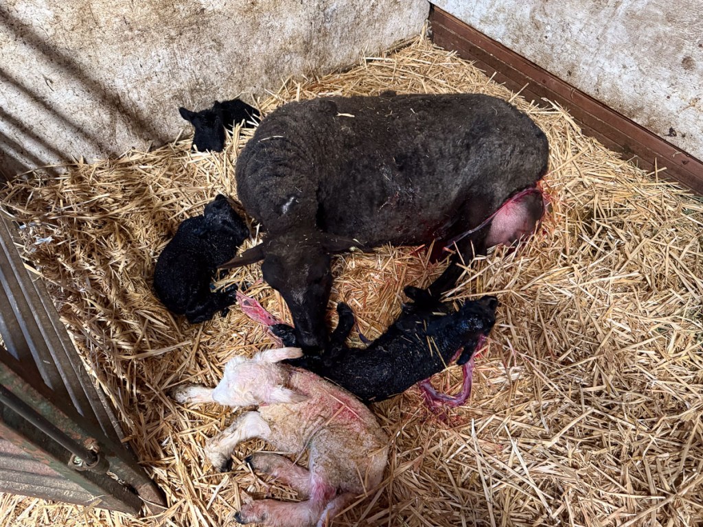 Black ewe lying in straw with four newborn lambs.