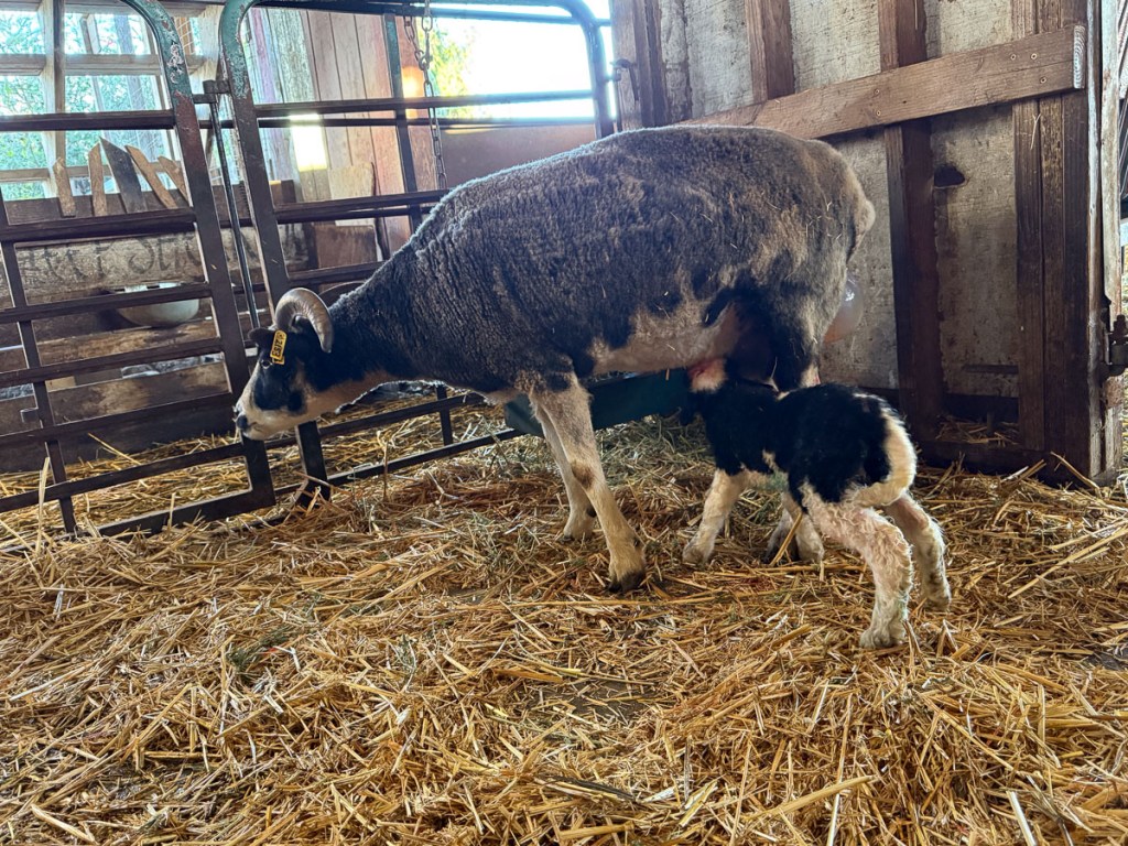 Jacob ewe with lamb nursing.
