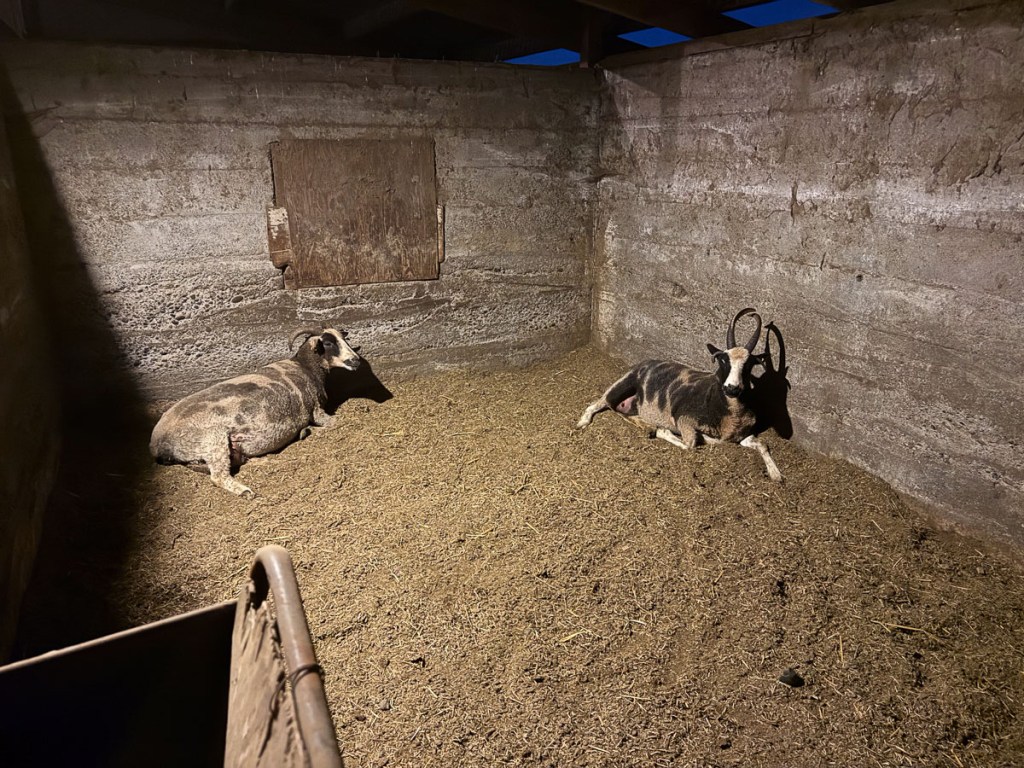 Two Jacob ewes lying down in a barn.