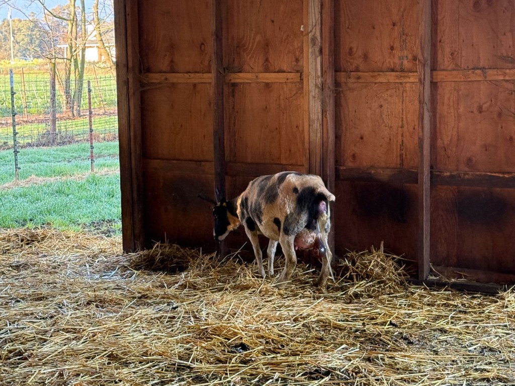 Spotted Jacob ewe starting to lamb.