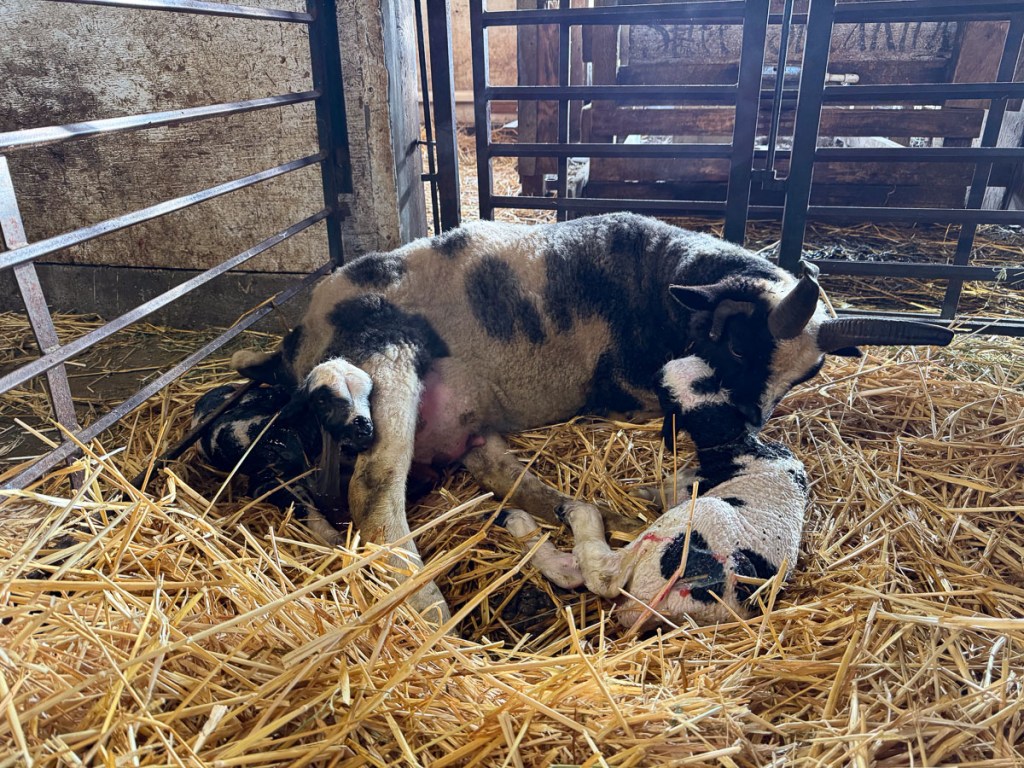 Jacob ewe in straw with two newborn lambs.