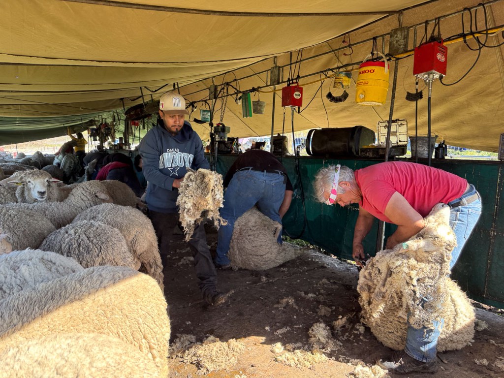 Sheep being shorn with ten shearers working.