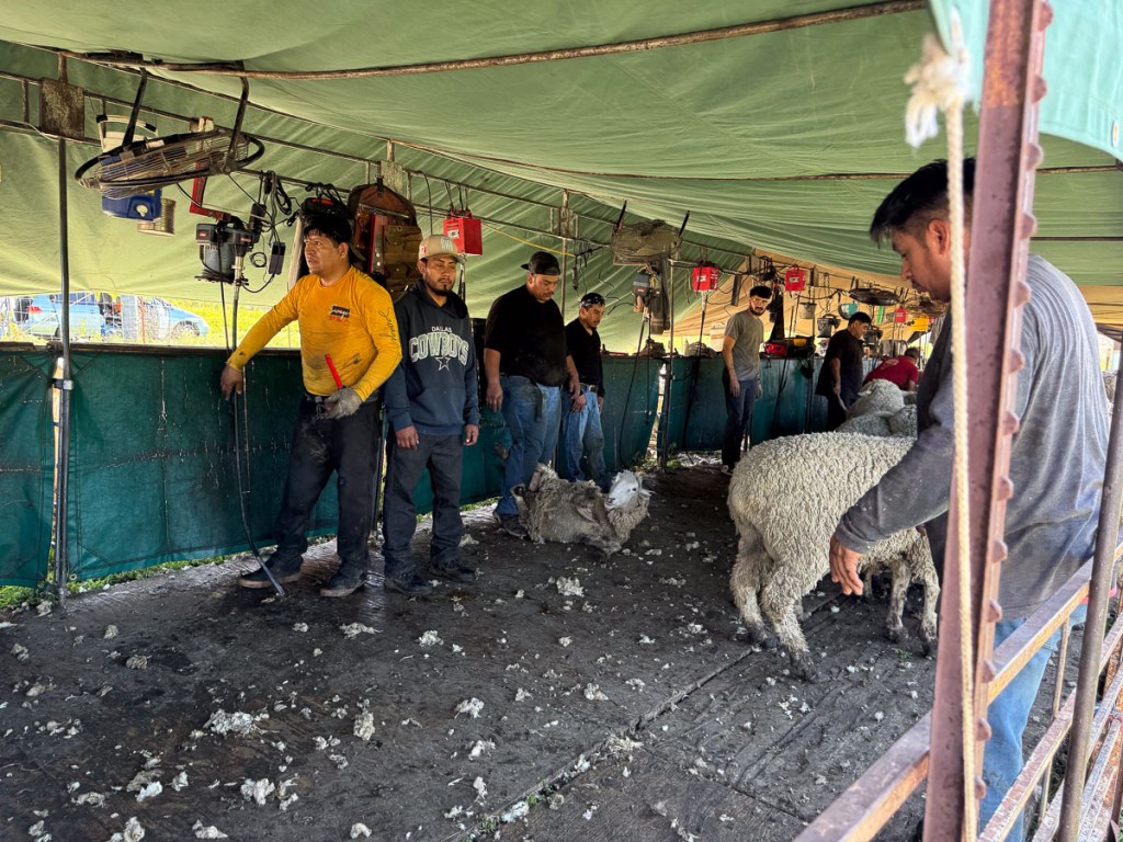 Men waiting for sheep in the shearing shed.
