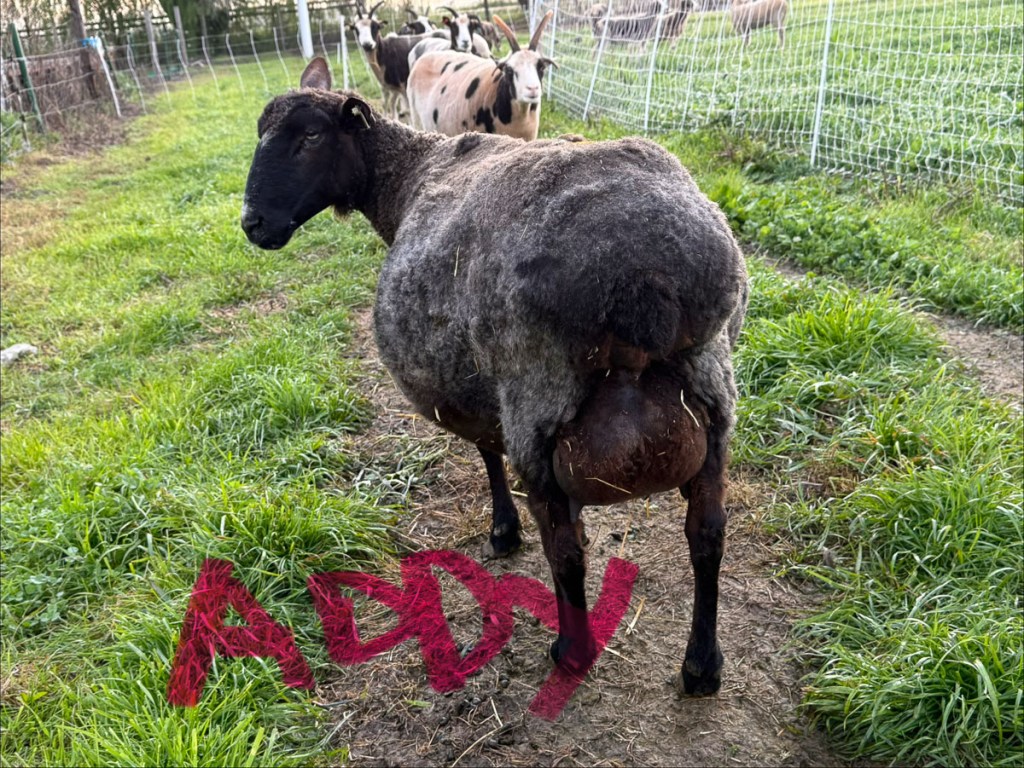 Large black ewe in green pasture, showing huge belly and udder.