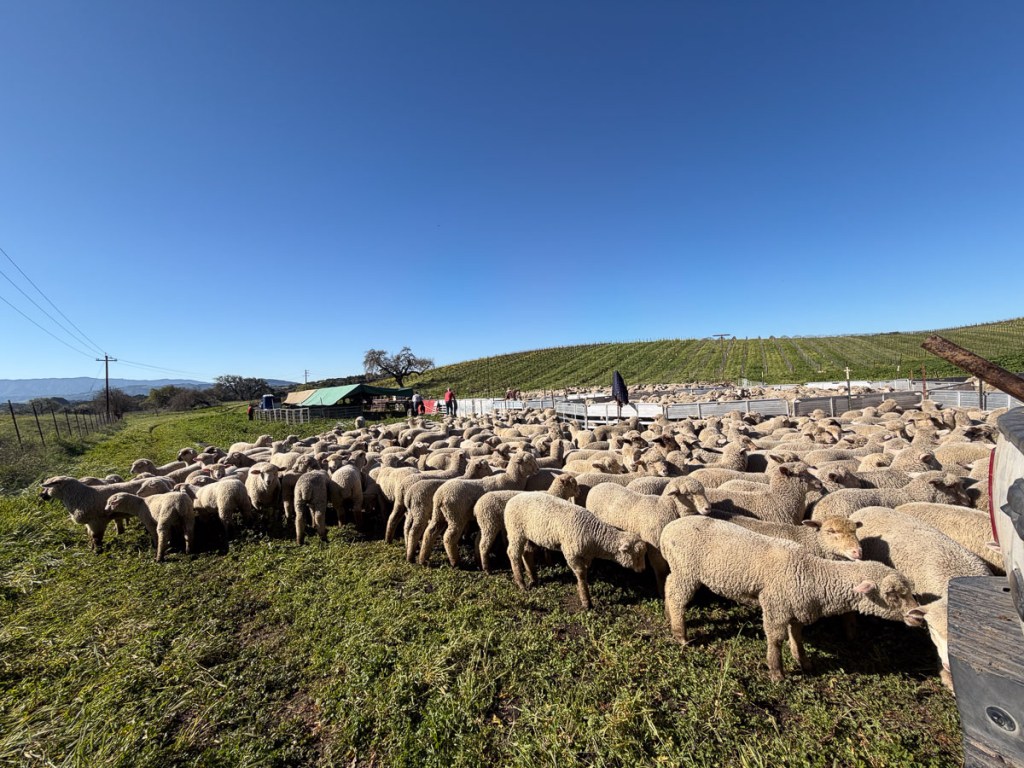 Large group of lambs in green grass. 