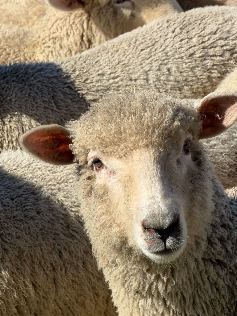 Group of ewes and a lamb close-up.