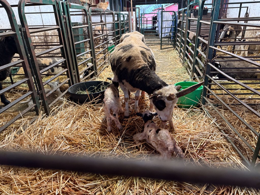 Jacob ewe with newborn triplets.