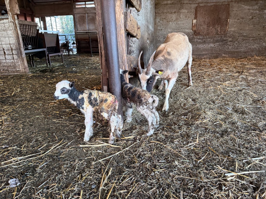 Jacob ewe with two newborn lambs, still not cleaned off.