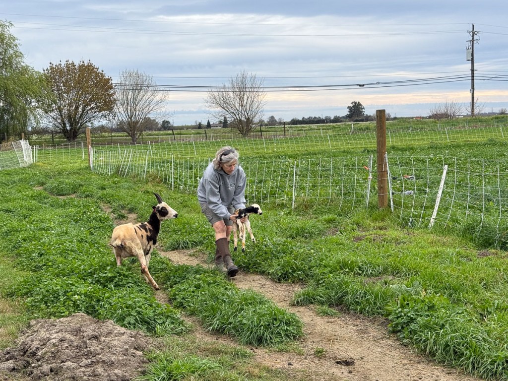 Woman carrying lamb in the pasture with the ewe following.