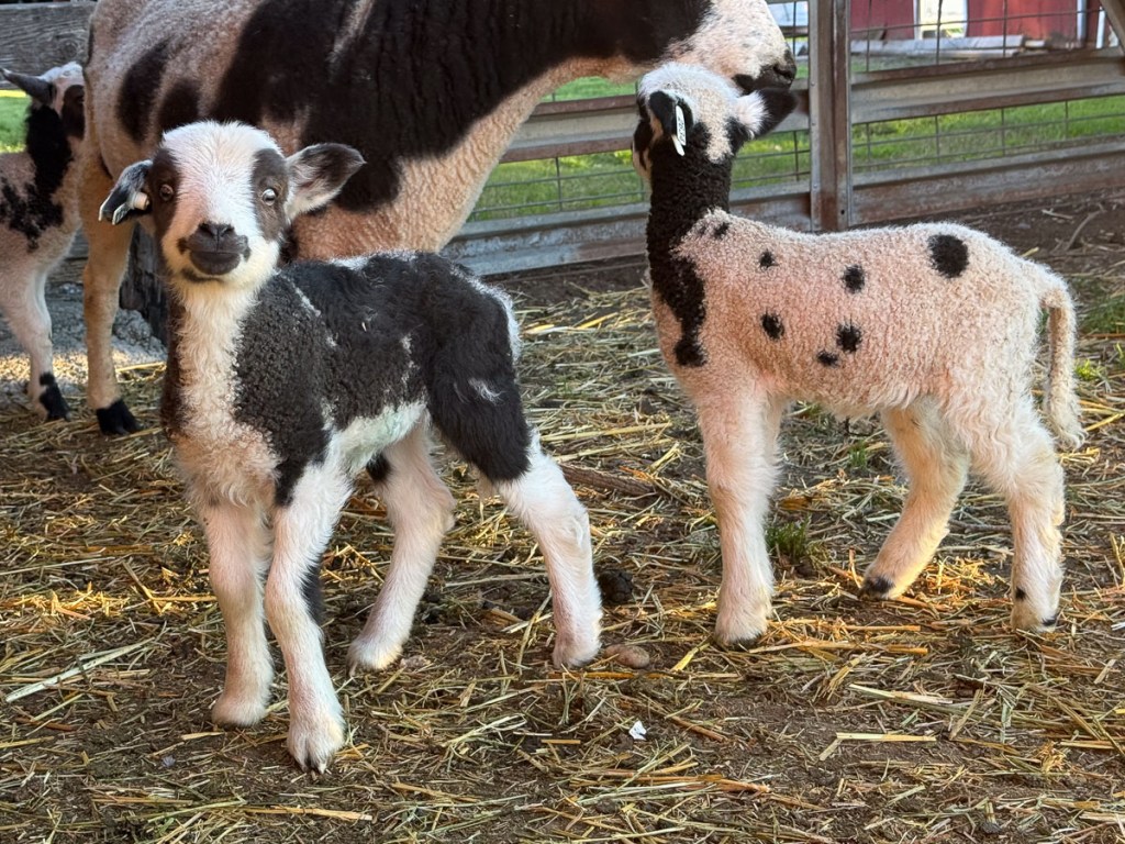 Two Jacob lambs, a few days old.