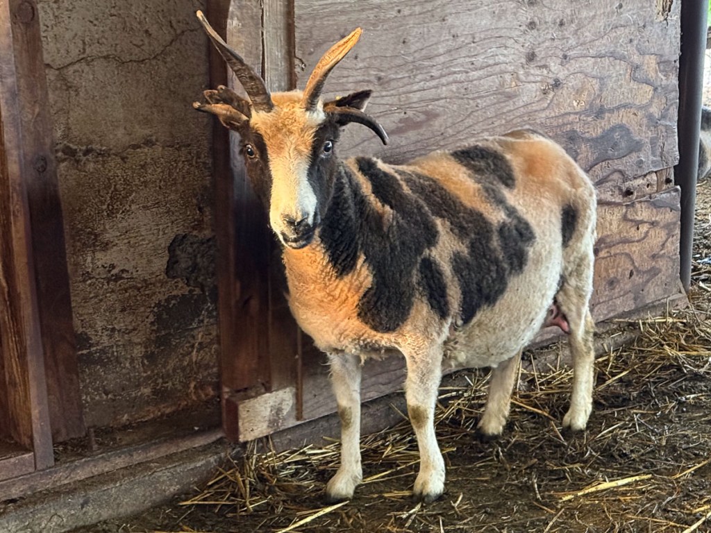 Four horn Jacob ewe standing by the wall
