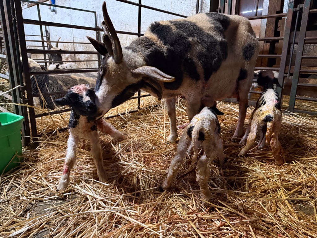 Newborn Jacob sheep triplets and the four horn ewe is licking one. 