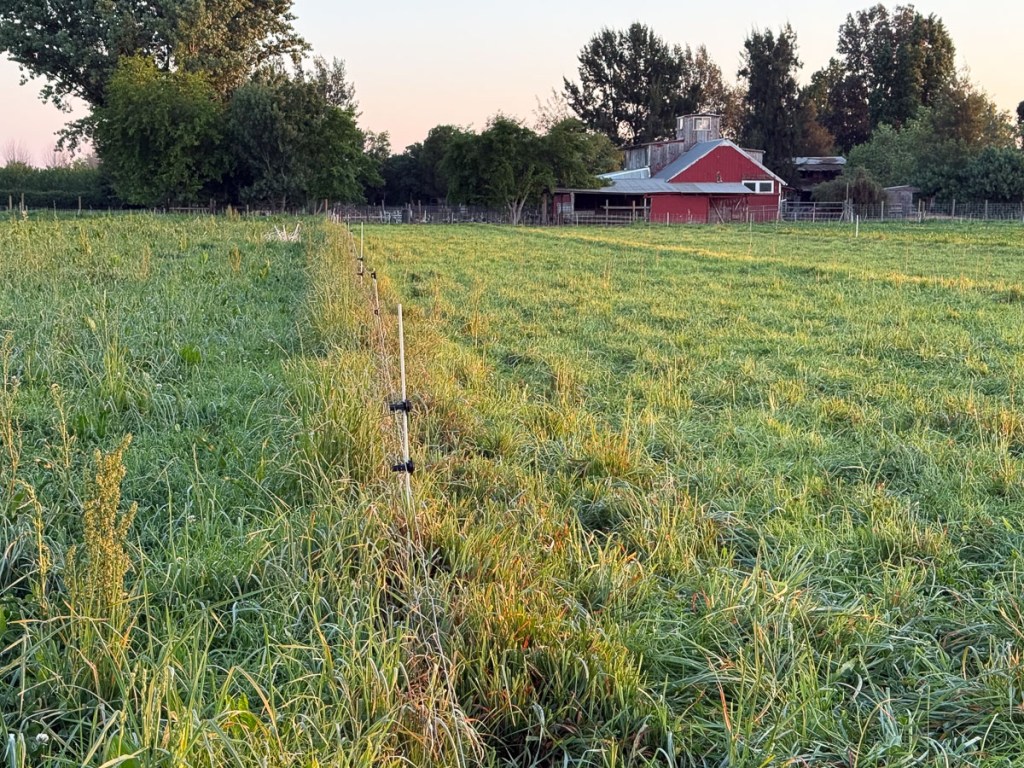 Green pasture with red barn in background.