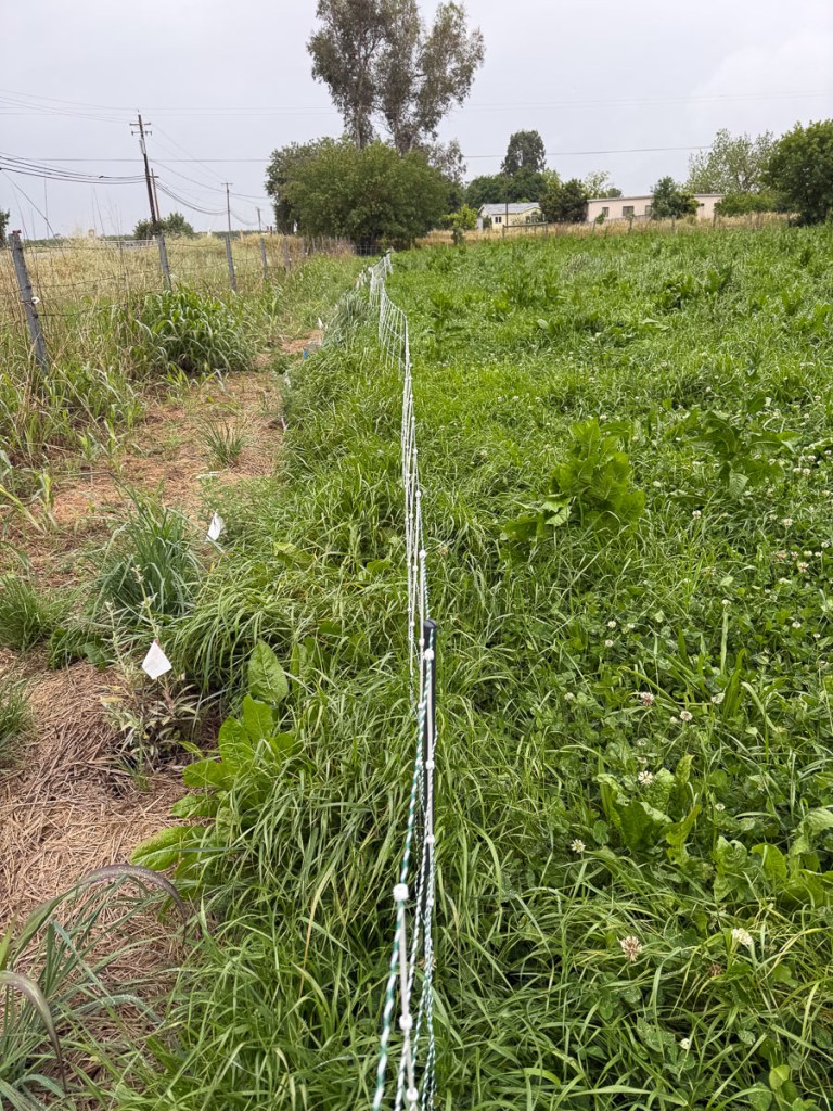 Edge of the pasture with the electric fence barely visible over the tall grass. 