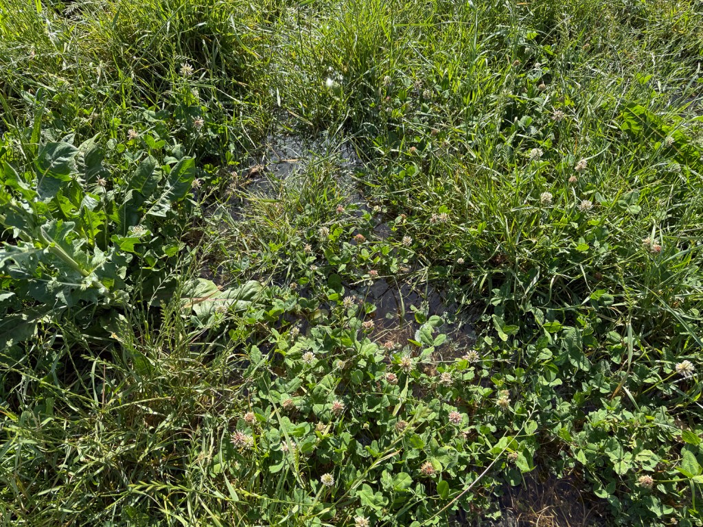 Close up of pasture clover and grasses with irrigation water on the field.