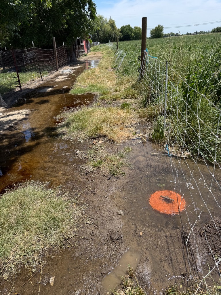Irrigation valve with water flowing down the lane behind it.