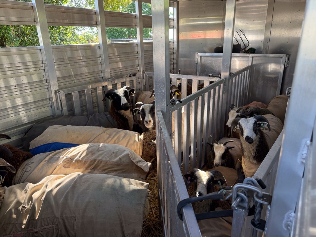 Jacob sheep in a trailer divided into compartments.