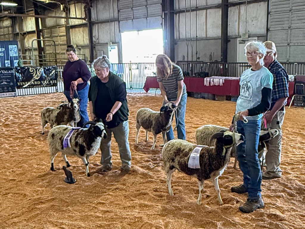 Show ring with 5 people showing Jacob sheep.