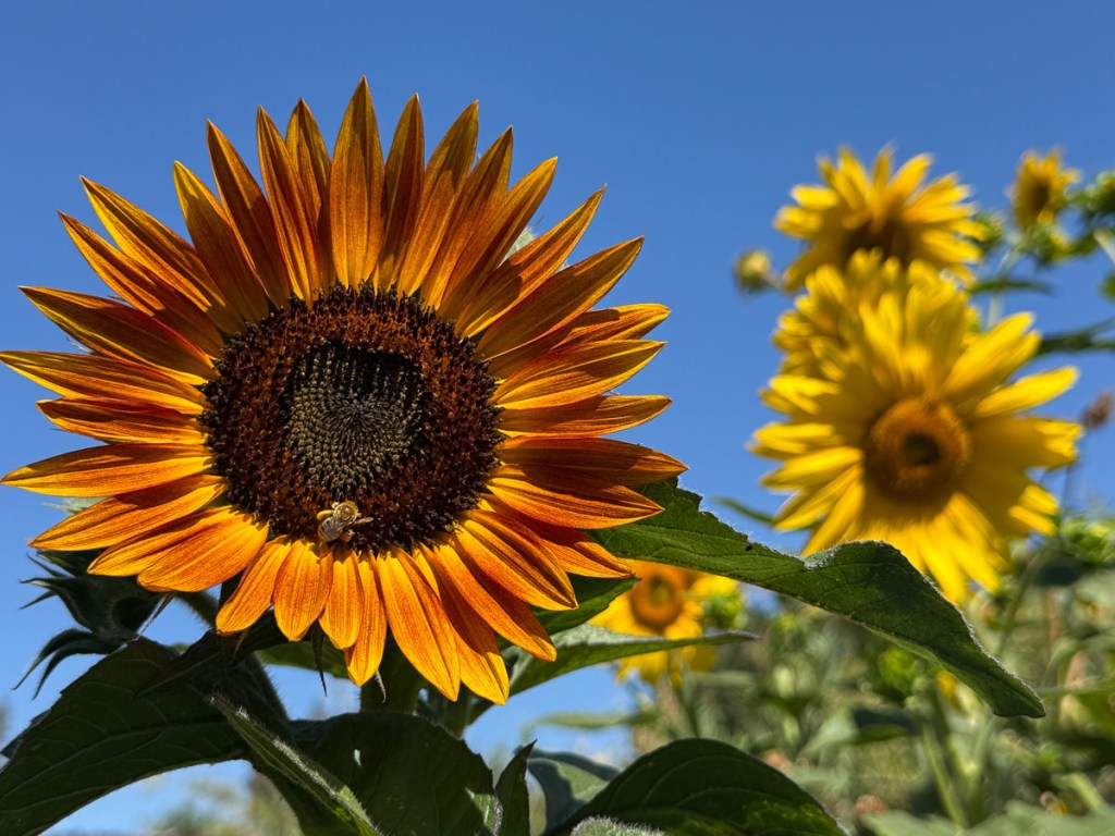 Sunflowers against blue sky.