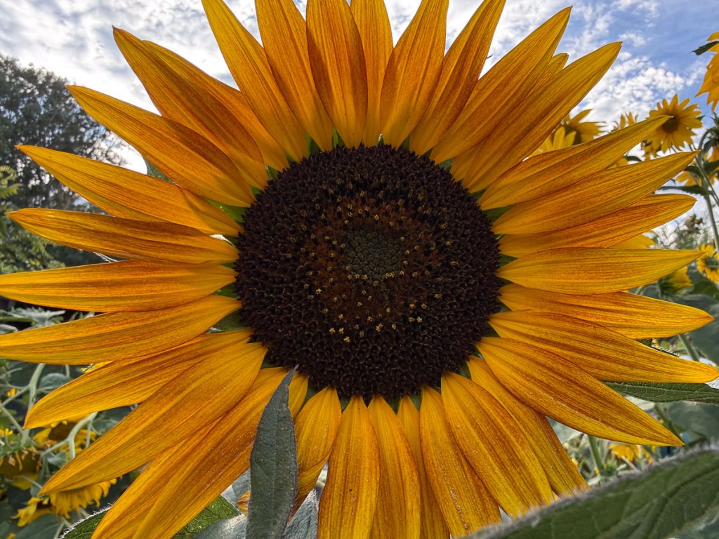 Sunflower against cloudy sky.