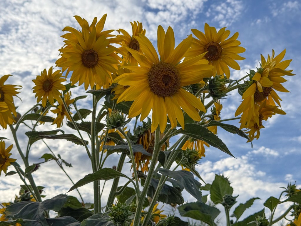 Many sunflowers at the top of stems with cloudy blue sky in background. 