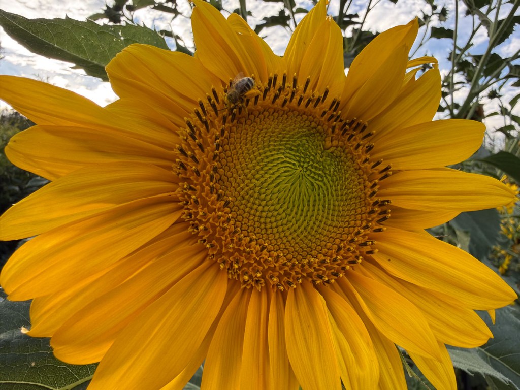 Sunflower with bee.