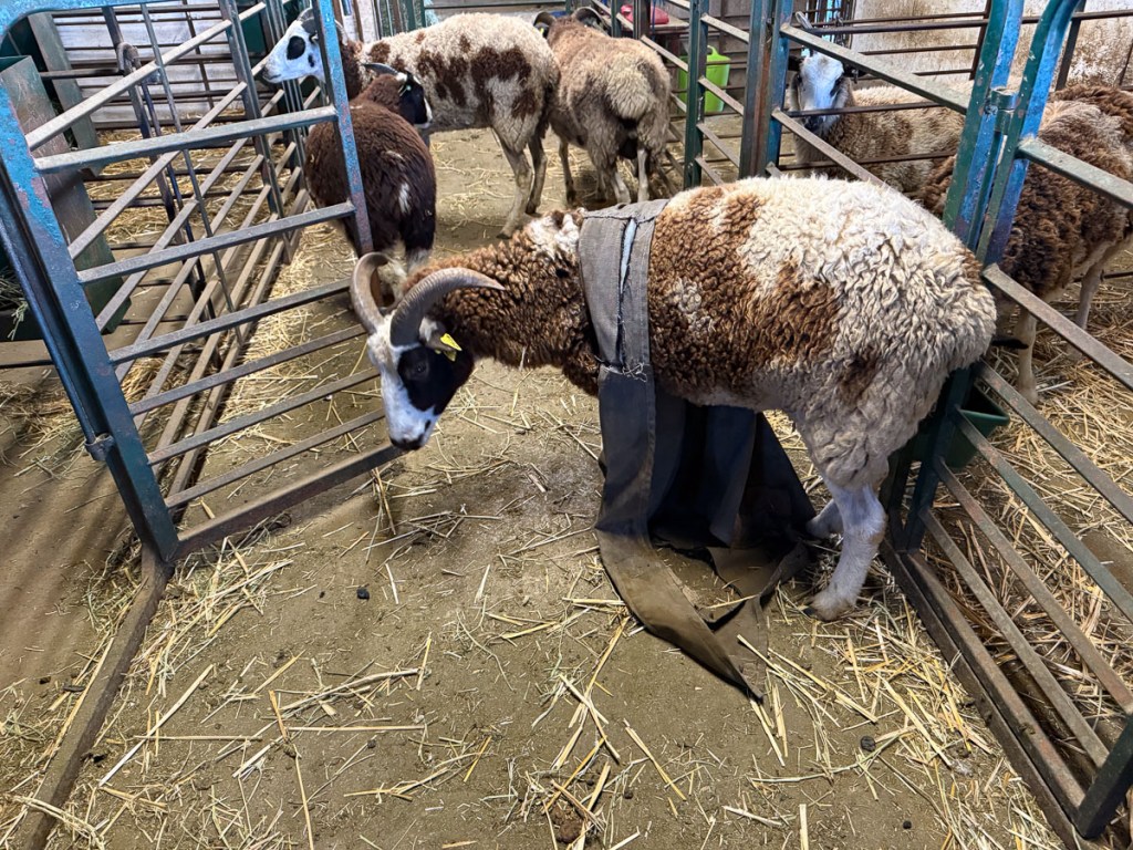 Jacob ewe with a sheep coat that has come off the back and is wrapped around the front legs.