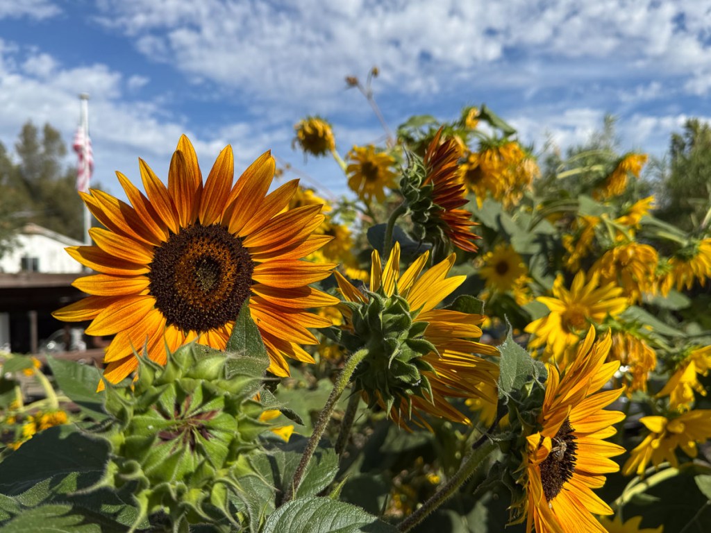 Sunflowers against a blue and white sky.