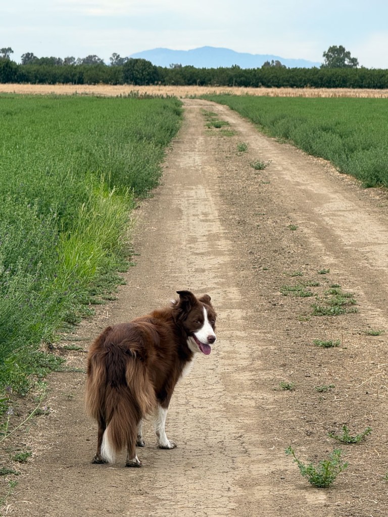 Red and white border collie on dirt road through an alfalfa field with Mt. Diablo in the distance. 