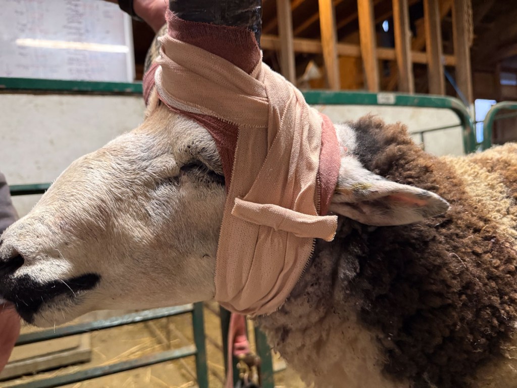 Jacob ram that broke his horn. It was removed and his head is bandaged.