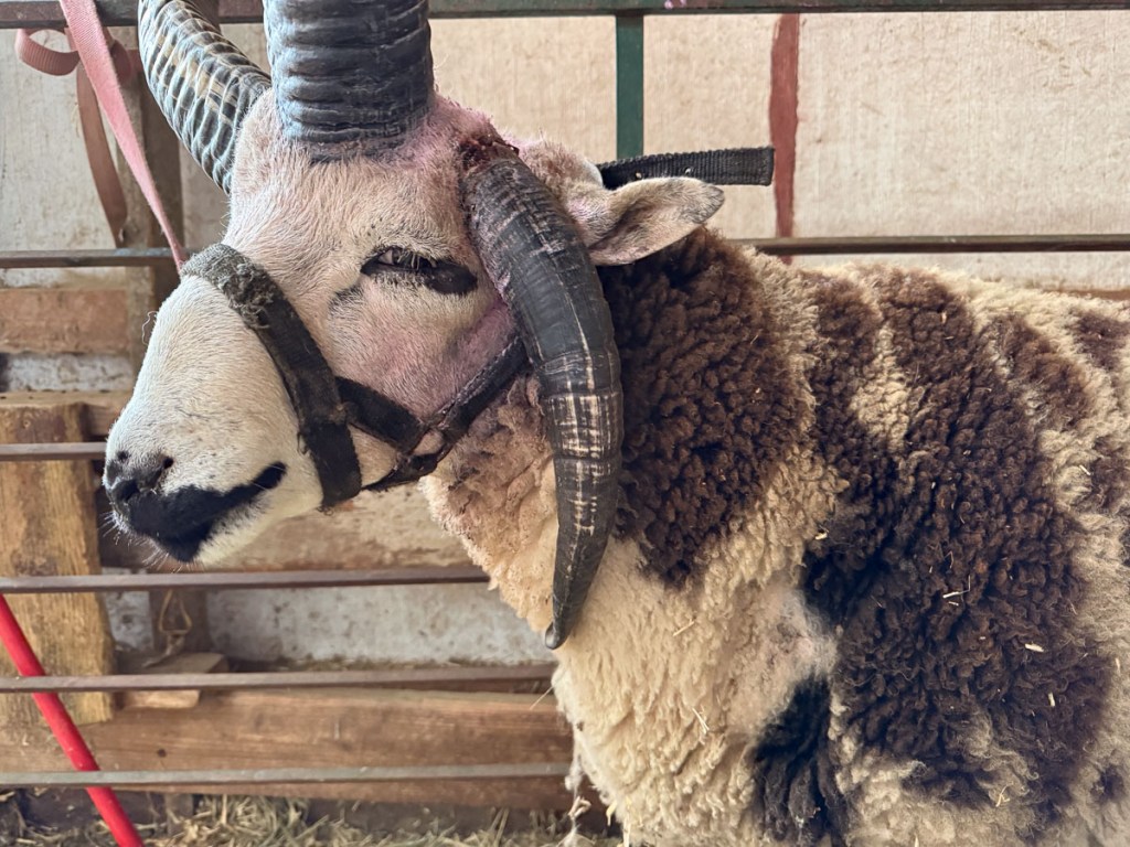 Jacob ram with the lower horn hanging straight down because it is broken at the top.