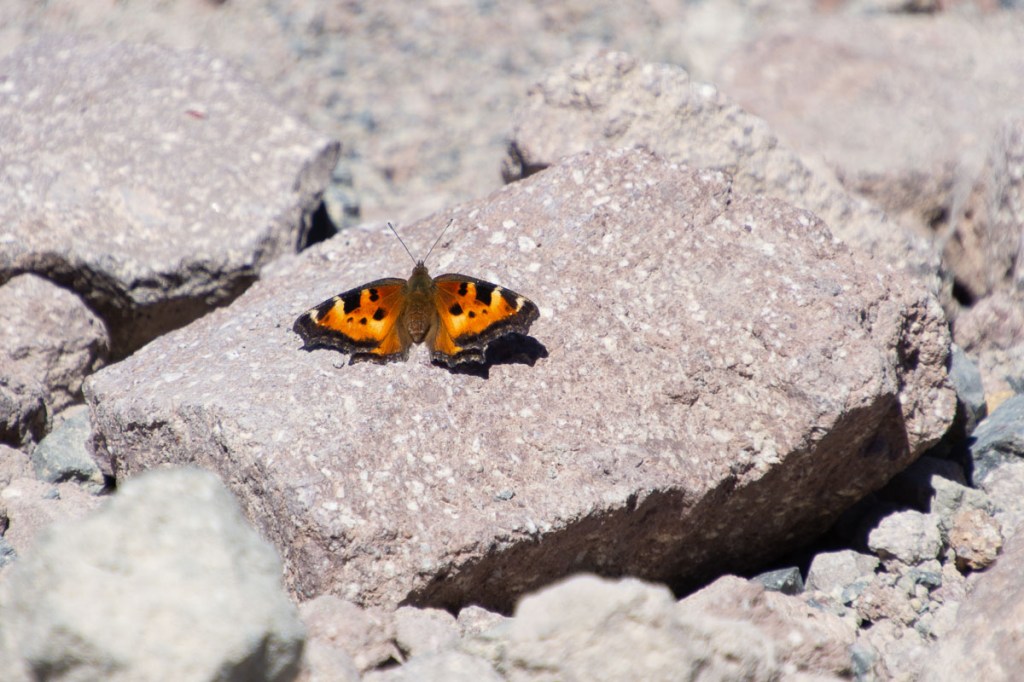 California Tortoiseshell Butterfly on a rock, mostly orange with black spots. 