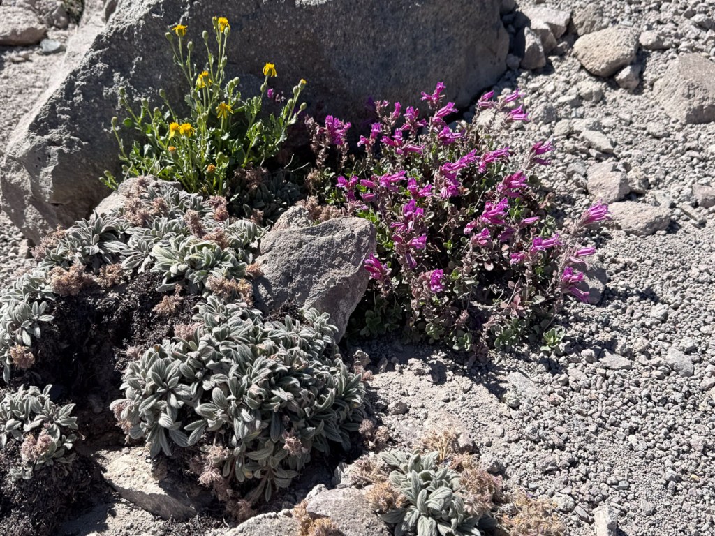 Purple and yellow flowers on a rocky trail.