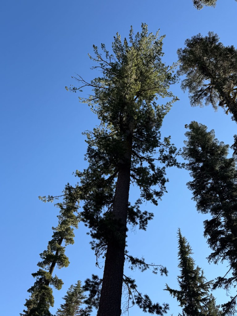 Very tall tree against blue sky.