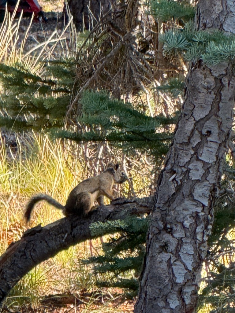 Squirrel on a tree branch.