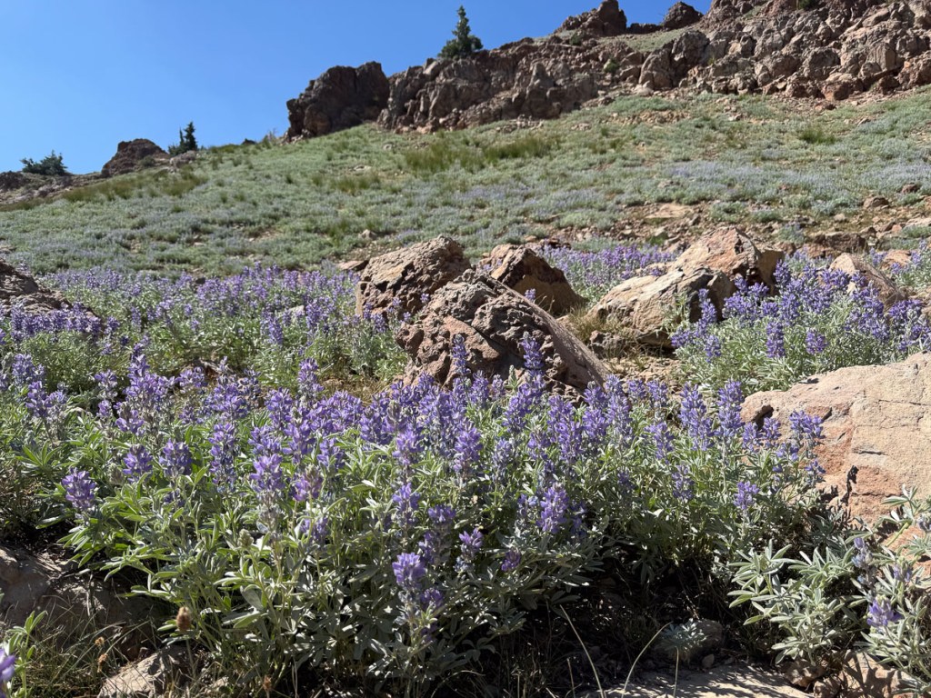Rocky landscape with purple lupine blooming in the foreground.