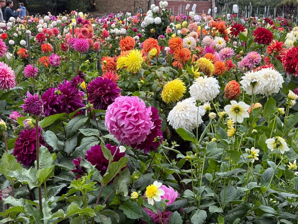 Colorful dahlia flowers of all sizes.