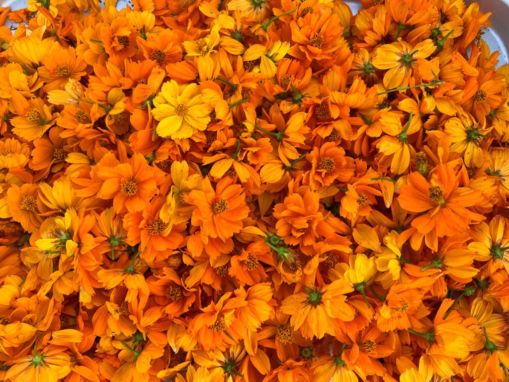 Bright orange and yellow cosmos flowers after picking.