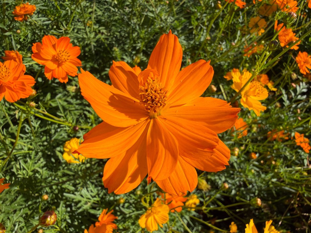 Bright orange cosmos flower with green leaves behind.