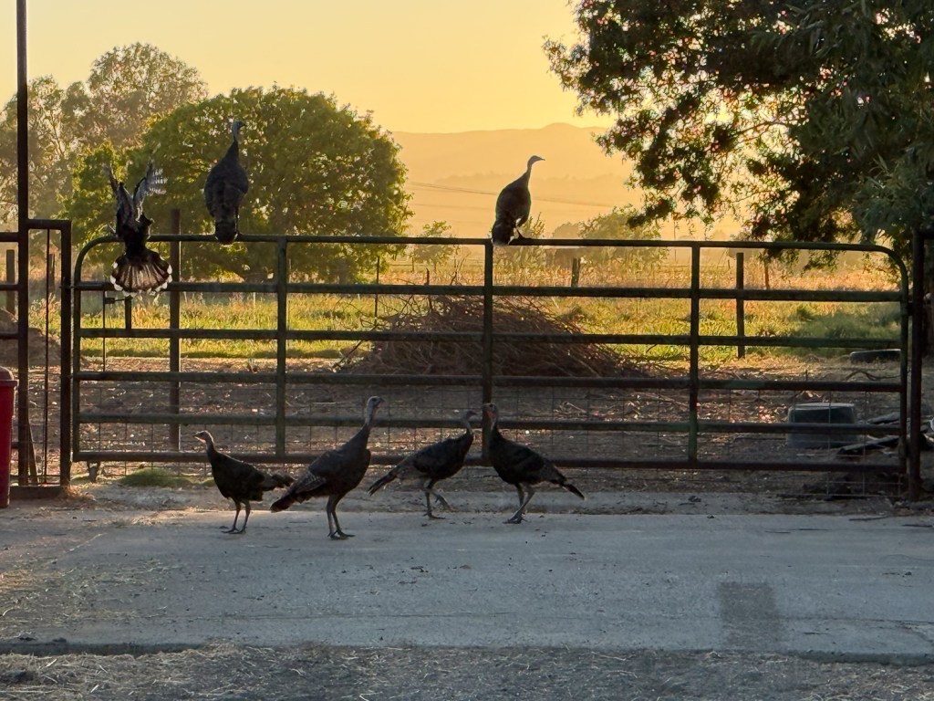 Wild turkeys on the top rail of a gate and on he ground in front, with sun setting behind.