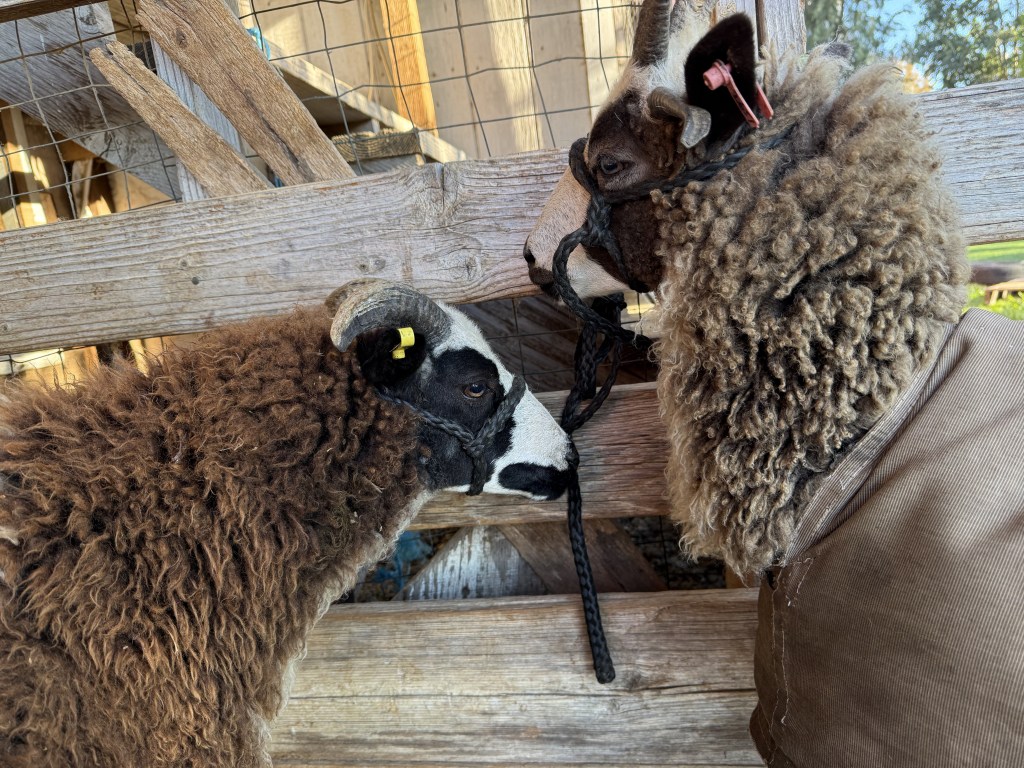 Two Jacob ewes, one black and one lilac