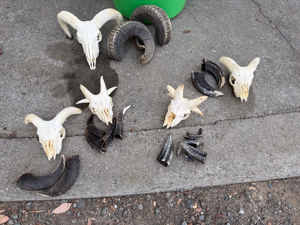 Sheep skulls after cleaning.