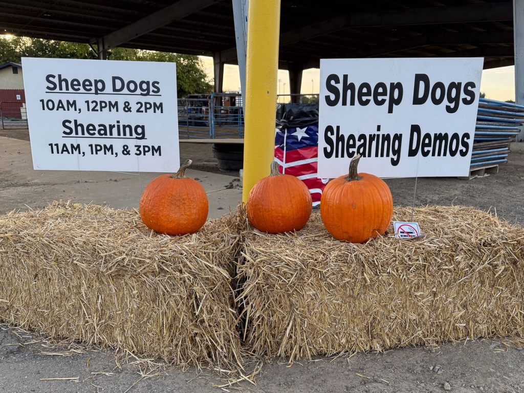 Signs about Sheep Dog and Shearing Demos on straw bales with three pumpkins.