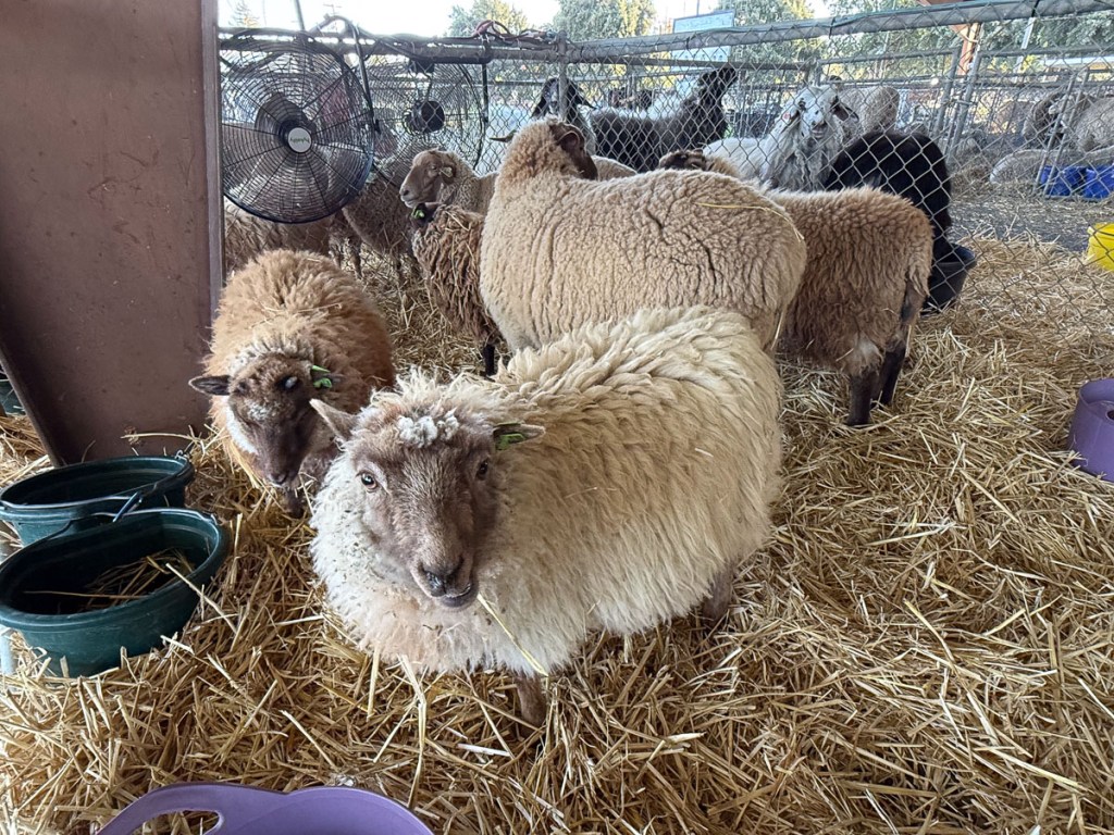 Naturally colored Shetland and California Red sheep.