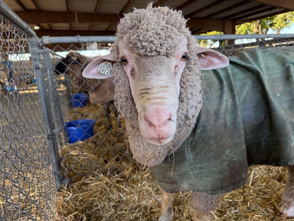 White faced sheep with green coat protecting fleece.