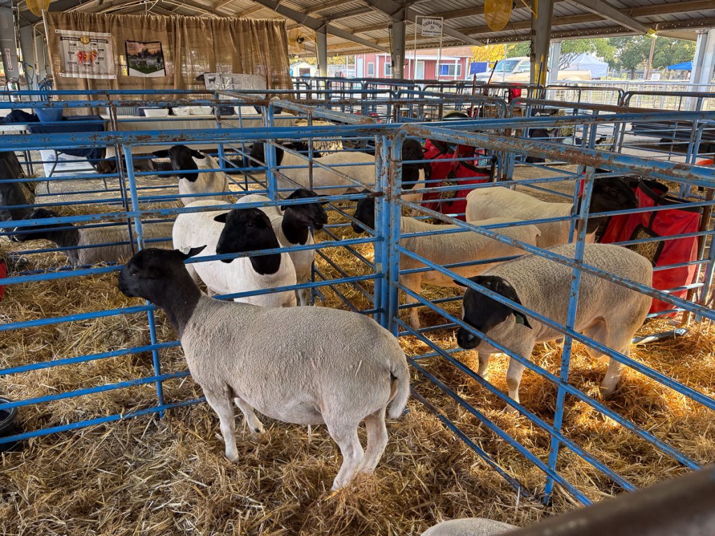 Dorper sheep, white with black heads, in pens made of blue panels.