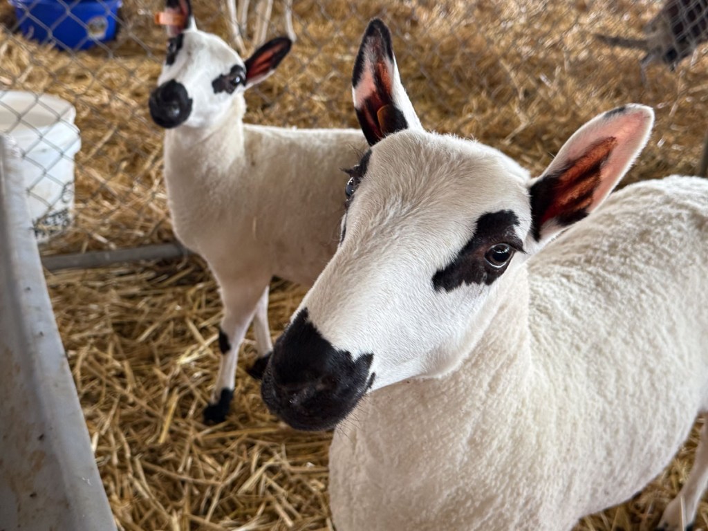Two Kerry Hill sheep looking up at the camera. They are white with  black noses and eye spots.